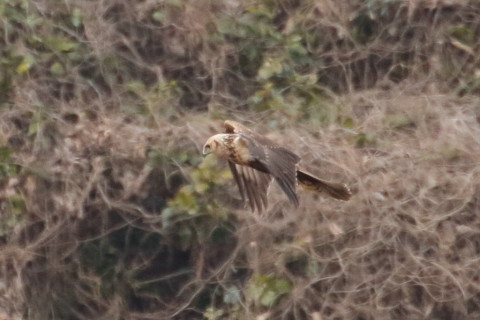 トリミング 2016/1月 TAMRONsp70-300+7D2 焦点距離300mm F8 ss1/1250 ISO1000 Case3