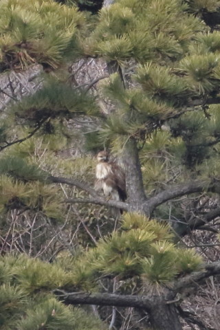 トリミング 2016/1月 TAMRONsp70-300+7D2 焦点距離300mm F8 ss1/1250 ISO1250