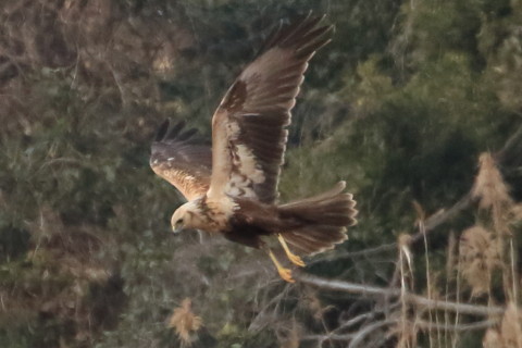 トリミング 2016/1月 TAMRONsp70-300+7D2 焦点距離300mm F8 ss1/2500 ISO1600 Case3
