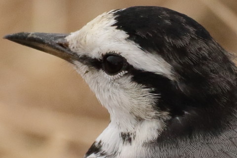 トリミング 2016/2月 TAMRONsp70-300+7D2 焦点距離168mm F8 ss1/1250 ISO1600