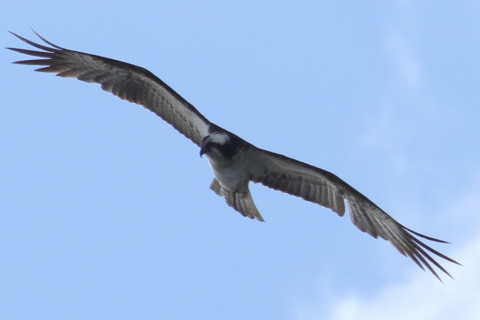 トリミング 2016/2月 TAMRONsp70-300+7D2 焦点距離300mm F8 ss1/1600 ISO320 Case3