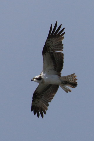 トリミング 2016/2月 TAMRONsp70-300+7D2 焦点距離300mm F8 ss1/2500 ISO400 Case3
