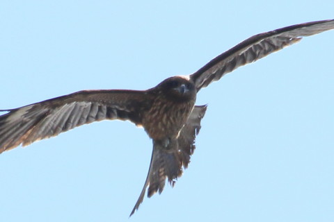 トリミング 2016/2月 TAMRONsp70-300+7D2 焦点距離300mm F8 ss1/2500 ISO400 Case3
