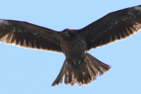 トリミング 2016/2月 TAMRONsp70-300+7D2 焦点距離300mm F8 ss1/2500 ISO320 Case3