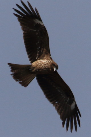 トリミング 2016/2月 TAMRONsp70-300+7D2 焦点距離300mm F8 ss1/2500 ISO500 Case3