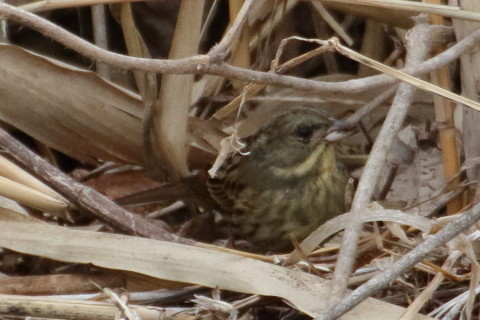 トリミング 2016/2月 TAMRONsp70-300+7D2 焦点距離300mm F8 ss1/1250 ISO1600