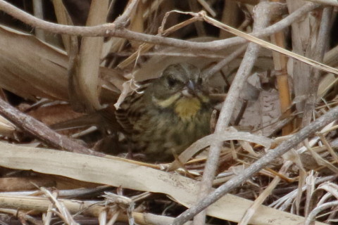 トリミング 2016/2月 TAMRONsp70-300+7D2 焦点距離300mm F8 ss1/1250 ISO1600