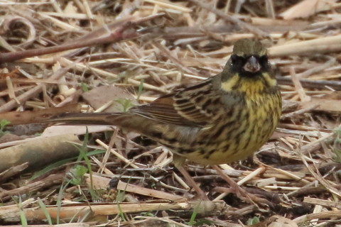 トリミング 2016/2月 TAMRONsp70-300+7D2 焦点距離300mm F8 ss1/1250 ISO1250