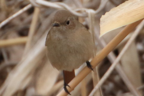 トリミング 2016/2月 TAMRONsp70-300+7D2 焦点距離300mm F8 ss1/1000 ISO1000