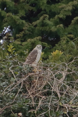トリミング 2016/2月 TAMRONsp70-300+7D2 焦点距離300mm F8 ss1/320 ISO1600