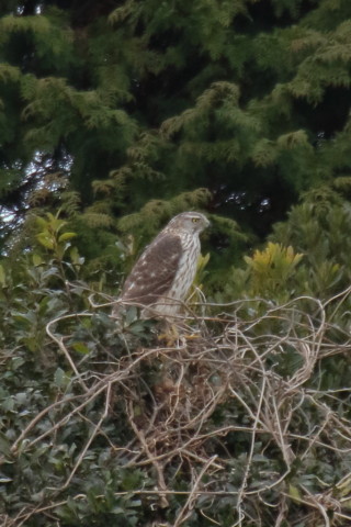 トリミング 2016/2月 TAMRONsp70-300+7D2 焦点距離300mm F8 ss1/320 ISO1250
