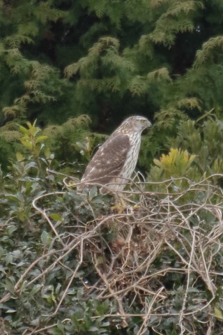トリミング 2016/2月 TAMRONsp70-300+7D2 焦点距離300mm F8 ss1/320 ISO1600