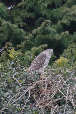 トリミング 2016/2月 TAMRONsp70-300+7D2 焦点距離300mm F8 ss1/250 ISO800