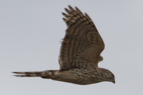 トリミング 2016/2月 TAMRONsp70-300+7D2 焦点距離300mm F8 ss1/800 ISO200 Case3