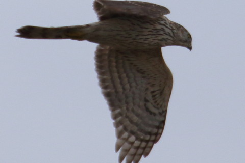 トリミング 2016/2月 TAMRONsp70-300+7D2 焦点距離300mm F8 ss1/800 ISO200 Case3