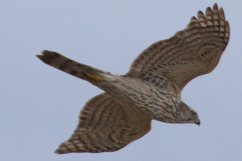 トリミング 2016/2月 TAMRONsp70-300+7D2 焦点距離300mm F8 ss1/800 ISO400 Case3