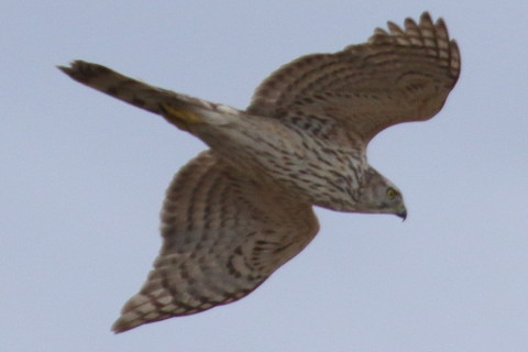 トリミング 2016/2月 TAMRONsp70-300+7D2 焦点距離300mm F8 ss1/800 ISO400 Case3