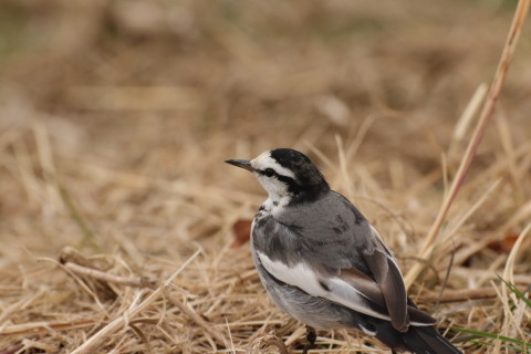 2016/2月 TAMRONsp70-300+7D2 焦点距離168mm F8 ss1/1250 ISO1600