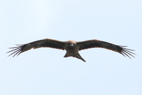 トリミング 2016/2月 TAMRONsp70-300+7D2 焦点距離300mm F8 ss1/2000 ISO320 Case3