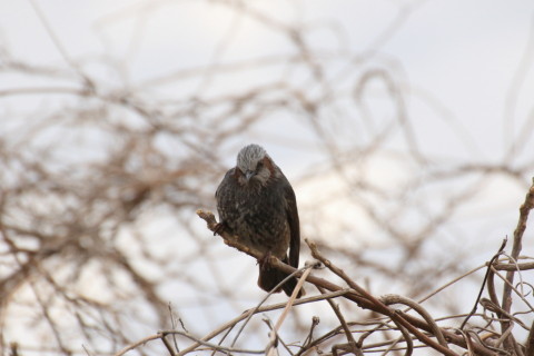 016/2月 TAMRONsp70-300+7D2 焦点距離300mm F8 ss1/2500 ISO800