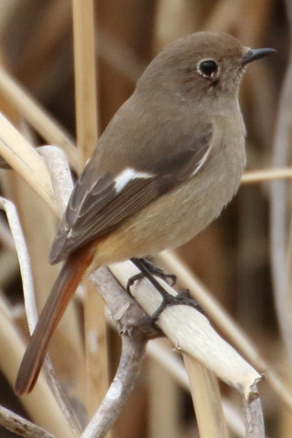 トリミング 2016/2月 TAMRONsp70-300+7D2 焦点距離300mm F8 ss1/1250 ISO1250