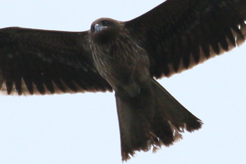 トリミング 2016/2月 TAMRONsp70-300+7D2 焦点距離300mm F8 ss1/1600 ISO320 Case3