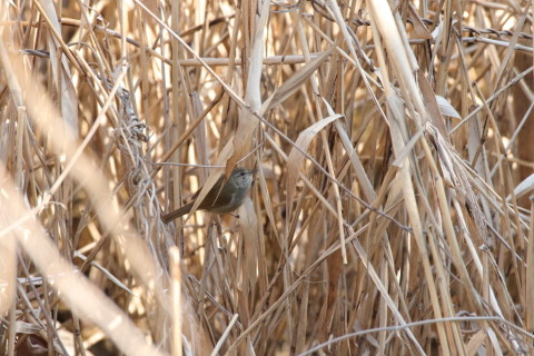 2016/2月 SIGMA150-600C+7D2 焦点距離600mm F8 ss1/800 ISO1600
