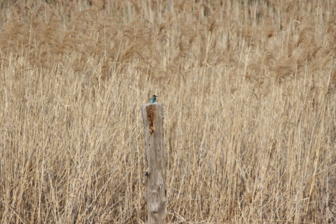 2016/2月 SIGMA150-600C+7D2 焦点距離600mm F8 ss1/2500 ISO640