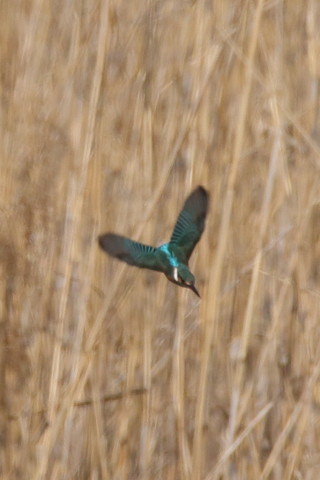 トリミング 2016/2月 SIGMA150-600C+7D2 焦点距離600mm F8 ss1/1600 ISO400 Case3