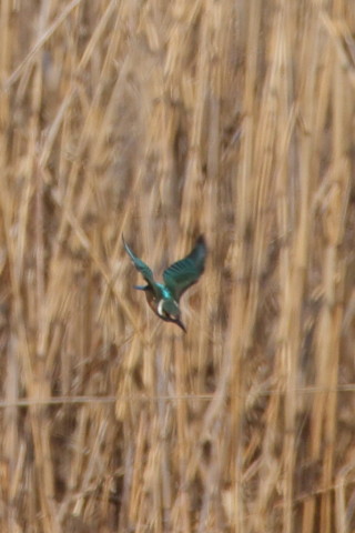 トリミング 2016/2月 SIGMA150-600C+7D2 焦点距離600mm F8 ss1/1600 ISO400 Case3