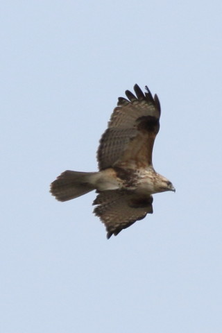 トリミング 2016/2月 SIGMA150-600C+7D2 焦点距離600mm F8 ss1/2000 ISO400 Case3