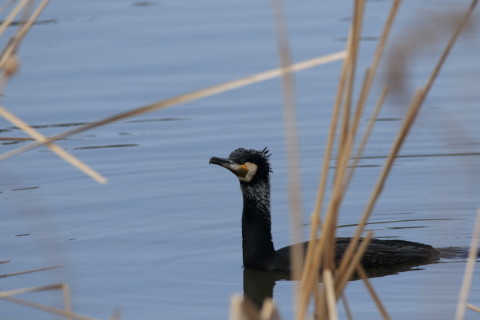 2016/2月 SIGMA150-600C+7D2 焦点距離600mm F8 ss1/2000 ISO800