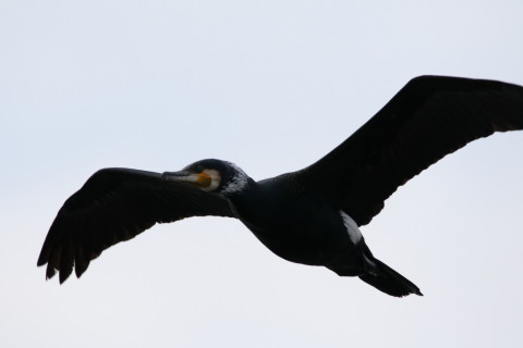 2016/2月 SIGMA150-600C+7D2 焦点距離600mm F8 ss1/2000 ISO320 Case3