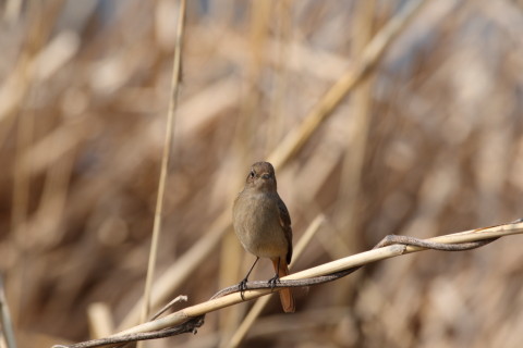 2016/2月 SIGMA150-600C+7D2 焦点距離600mm F8 ss1/500 ISO200