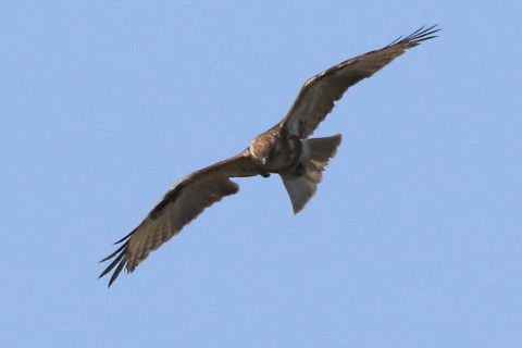 トリミング 2016/2月 SIGMA150-600C+7D2 焦点距離600mm F8 ss1/2000 ISO400 Case3