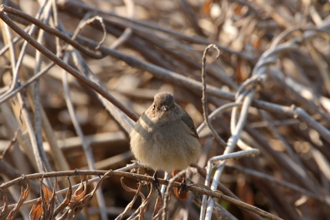 2016/2月 SIGMA150-600C+7D2 焦点距離600mm F8 ss1/250 ISO320