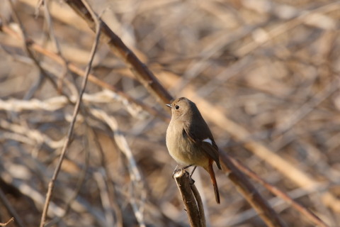 2016/2月 SIGMA150-600C+7D2 焦点距離600mm F8 ss1/250 ISO250
