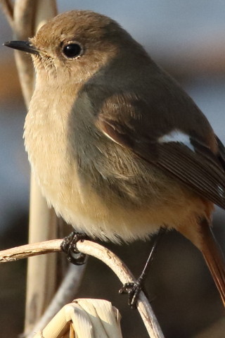 トリミング 2016/2月 SIGMA150-600C+7D2 焦点距離600mm F8 ss1/2000 ISO1600