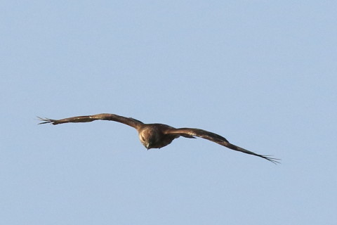 トリミング 2016/2月 SIGMA150-600C+7D2 焦点距離468mm F8 ss1/2500 ISO640 Case3