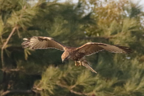 トリミング 2016/2月 SIGMA150-600C+7D2 焦点距離468mm F8 ss1/2500 ISO1600 Case3