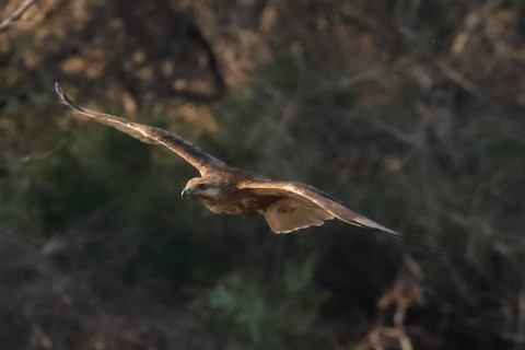 トリミング 2016/2月 SIGMA150-600C+7D2 焦点距離468mm F8 ss1/2500 ISO1600 Case3