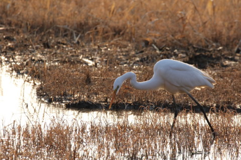 2016/2月 SIGMA150-600C+7D2 焦点距離562mm F8 ss1/2500 ISO1600
