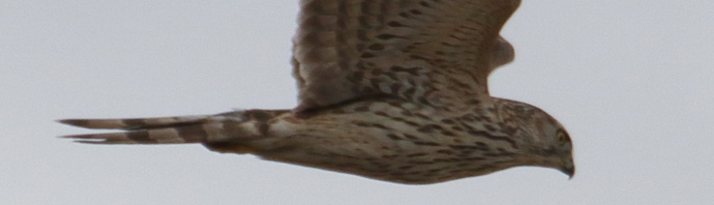 にわかカメラマンの撮ってみた!!（N'sHOME別館）