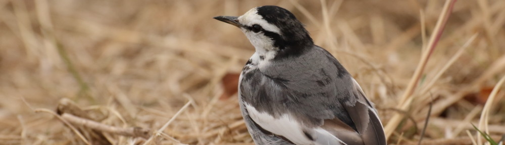 にわかカメラマンの撮ってみた!!（N'sHOME別館）