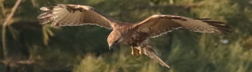 にわかカメラマンの撮ってみた!!（N'sHOME別館）