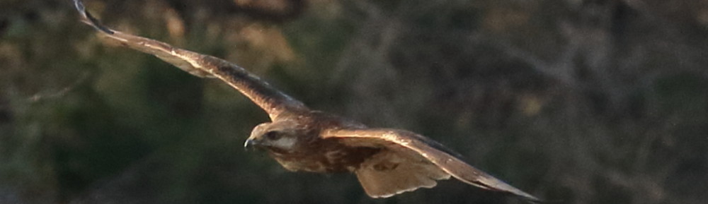 にわかカメラマンの撮ってみた!!（N'sHOME別館）