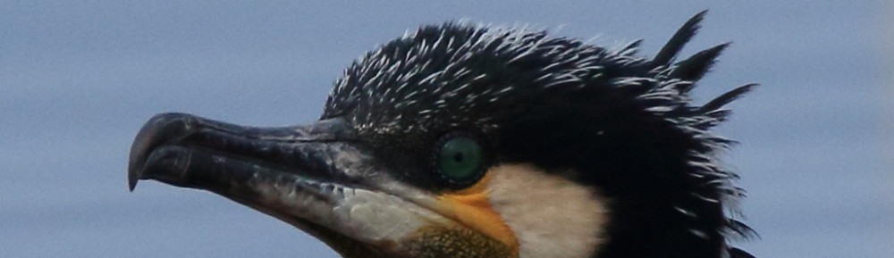 にわかカメラマンの撮ってみた!!（N'sHOME別館）