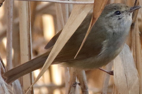 トリミング 2016/2月 SIGMA150-600C+7D2 焦点距離600mm F8 ss1/800 ISO1600