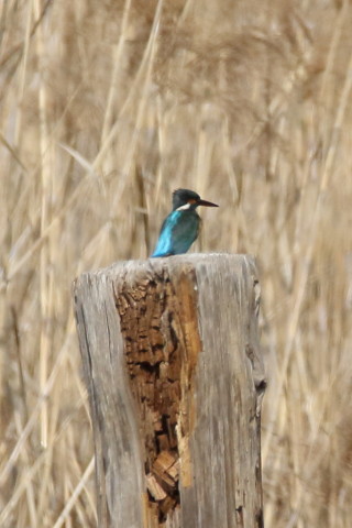 トリミング 2016/2月 SIGMA150-600C+7D2 焦点距離600mm F8 ss1/2500 ISO640