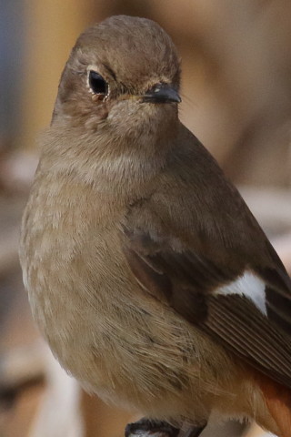 トリミング 2016/2月 SIGMA150-600C+7D2 焦点距離600mm F8 ss1/1600 ISO1000